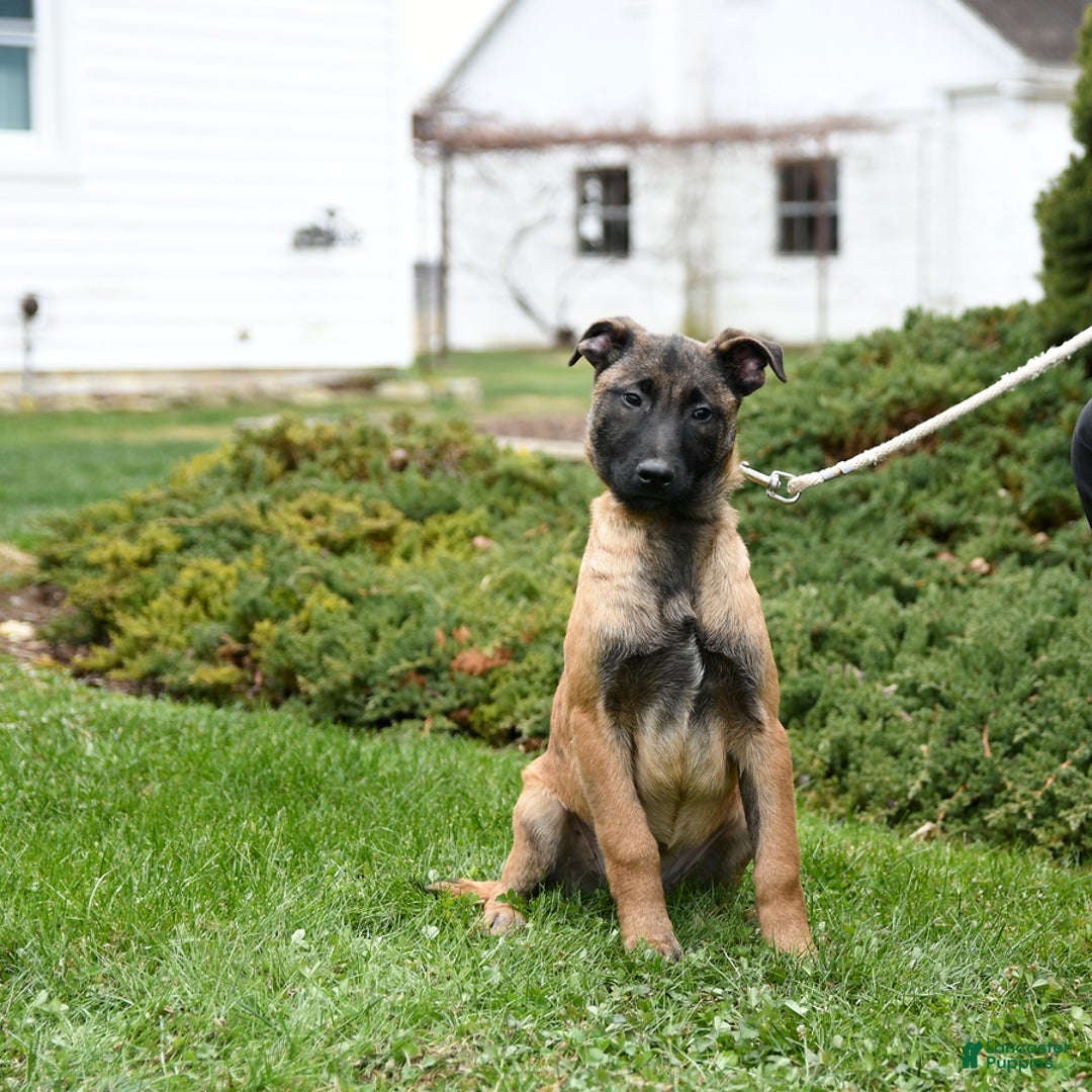 Belgian Malinois dogs for sale: Pearl  - Ad 9