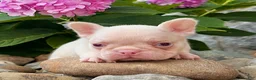 French Bulldog dogs for sale: Bugatti Pink - Ad 5