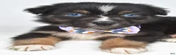 Australian Shepherd dogs for sale: Beverly  - Ad 4