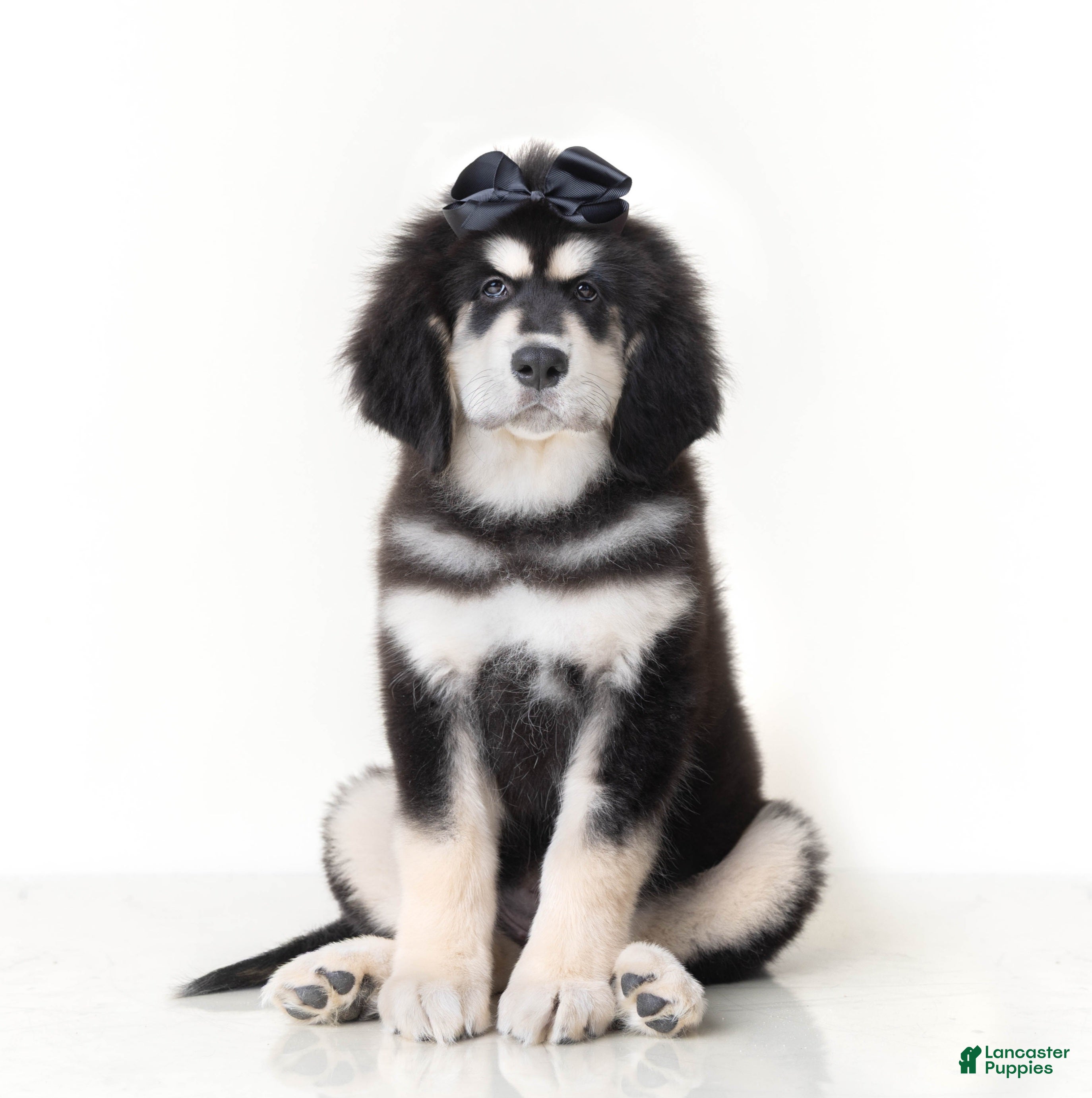 Tibetan Mastiff dogs Tibetan Mastiff Puppy | Black Bow Girl - Ad 1