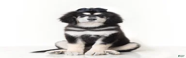 Tibetan Mastiff Puppy | Black Bow Girl