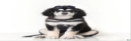 Tibetan Mastiff dogs for sale: Tibetan Mastiff Puppy | Black Bow Girl - Ad 1