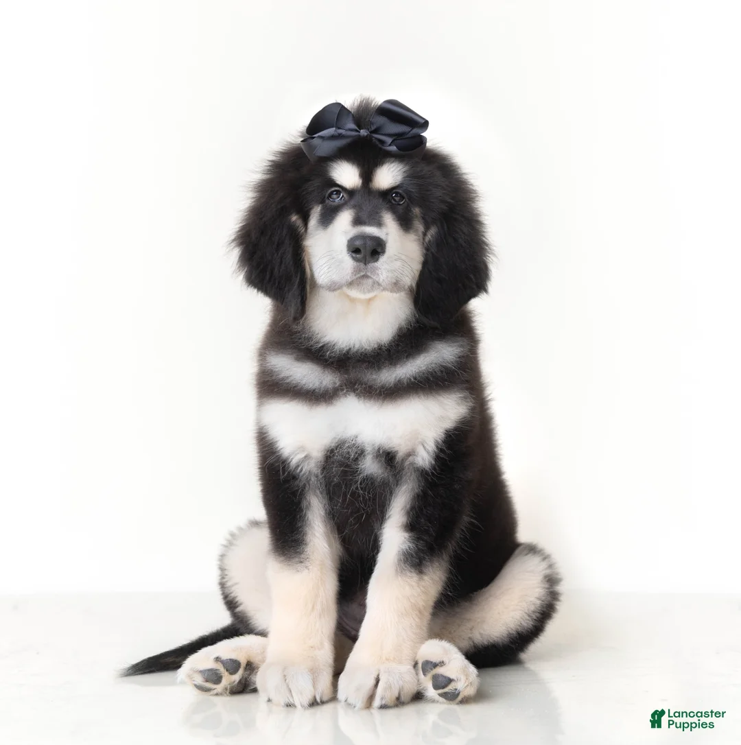 Tibetan Mastiff dogs for sale: Tibetan Mastiff Puppy | Black Bow Girl - Ad 1