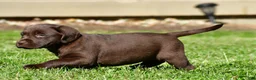 Labrador Retriever dogs for sale: Chino - Ad 14