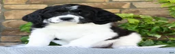 Saint Berdoodles dogs for sale: Alice - Ad 2