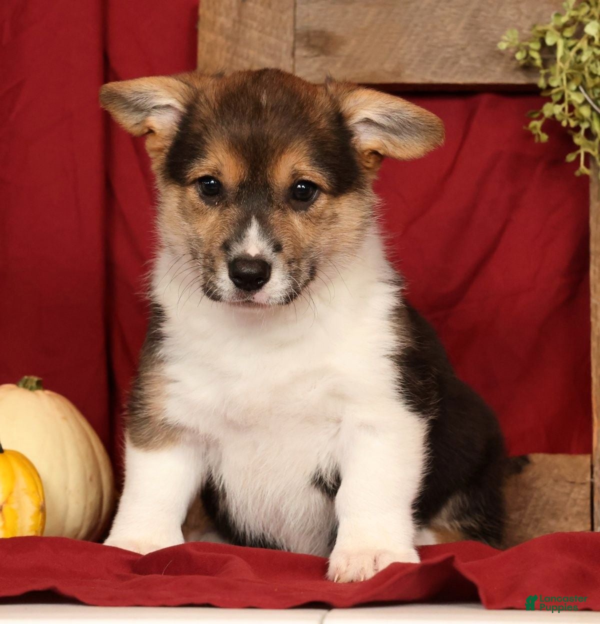 Welsh Corgi Pembroke dogs for sale: Trixie - Ad 1