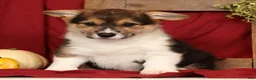 Welsh Corgi Pembroke dogs for sale: Trixie - Ad 1