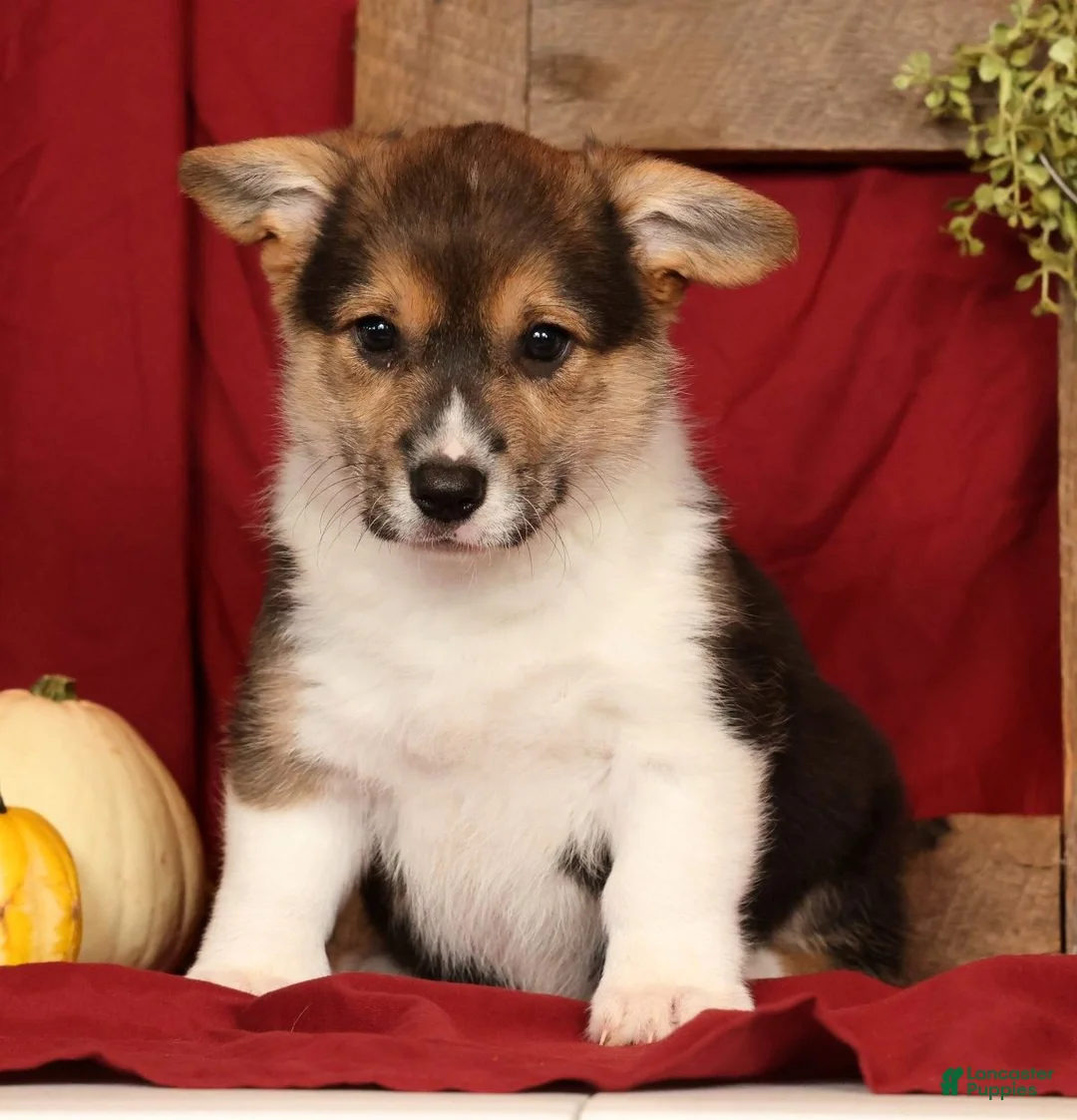 Welsh Corgi Pembroke dogs for sale: Trixie - Ad 1