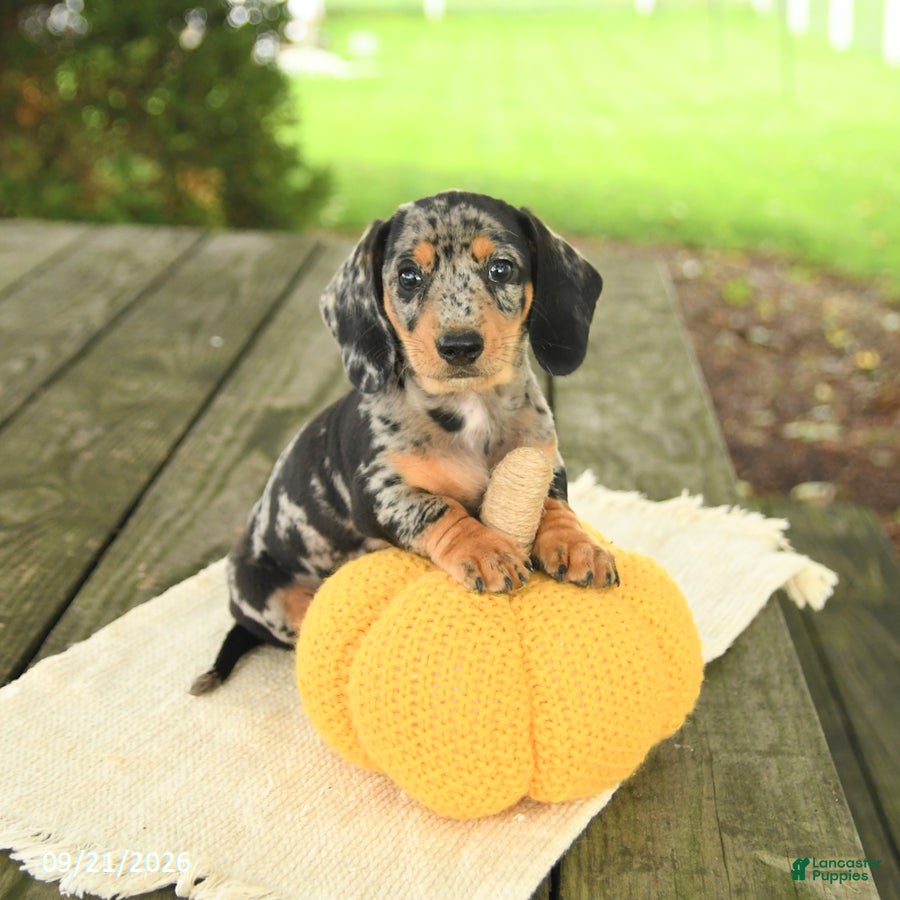 Miniature Dachshund dogs Asher - Ad 1