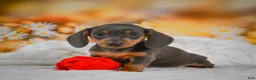 Miniature Dachshund dogs for sale: Dory - Ad 14