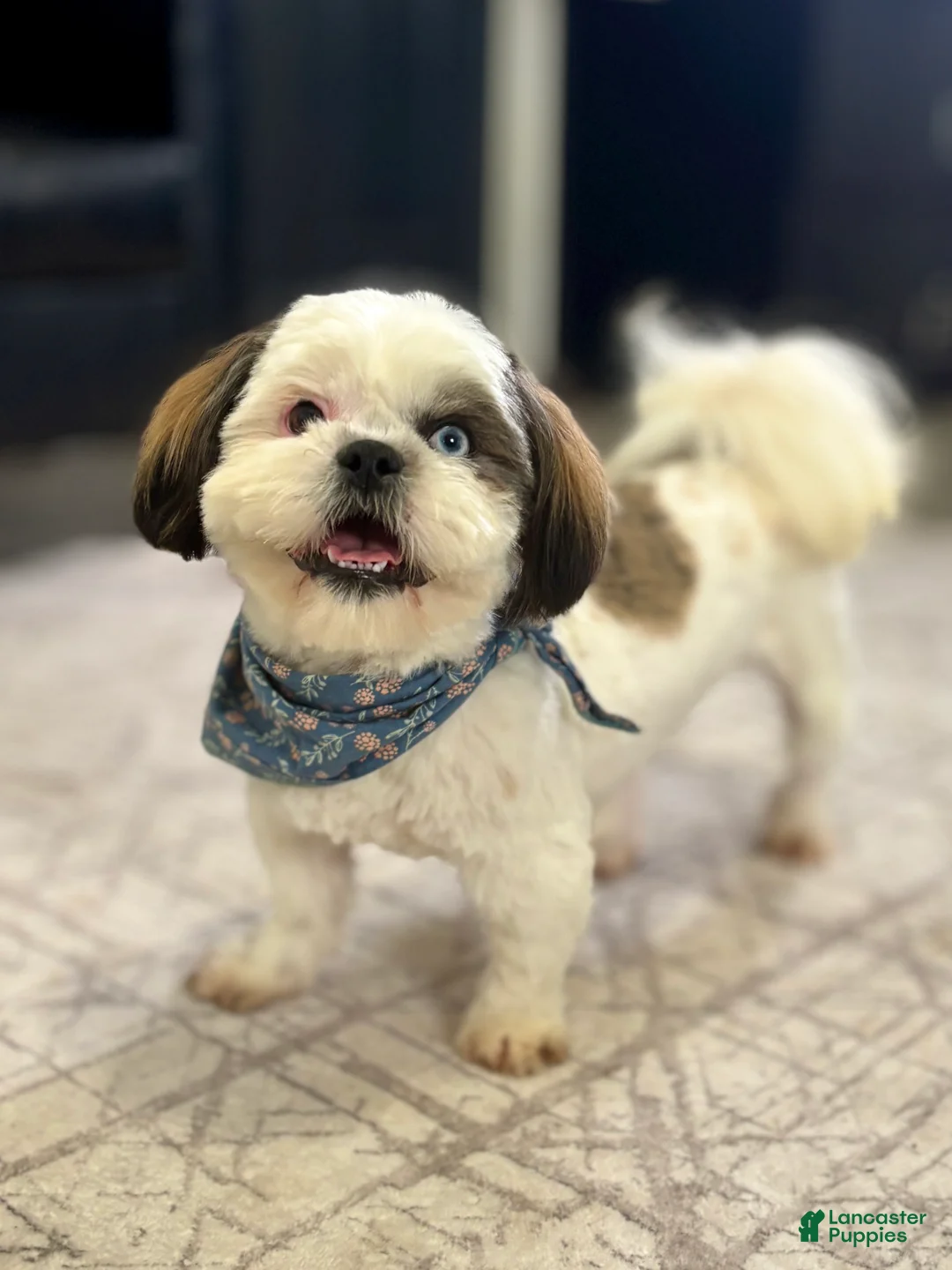 Shih Tzu dogs for sale: Shih Tzu Puppy 1 - Ad 3