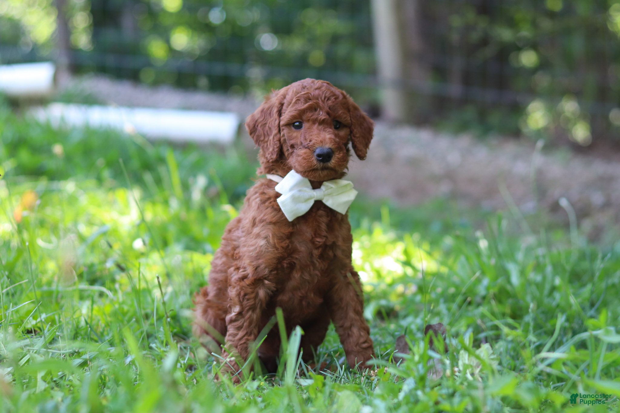 Standard Poodle dogs Janelle AKC - Ad 2
