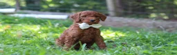 Standard Poodle dogs for sale: Janelle AKC - Ad 2