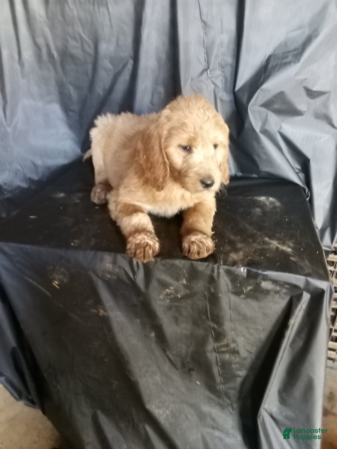 Mixed Breed dogs for sale: Nora - Ad 2