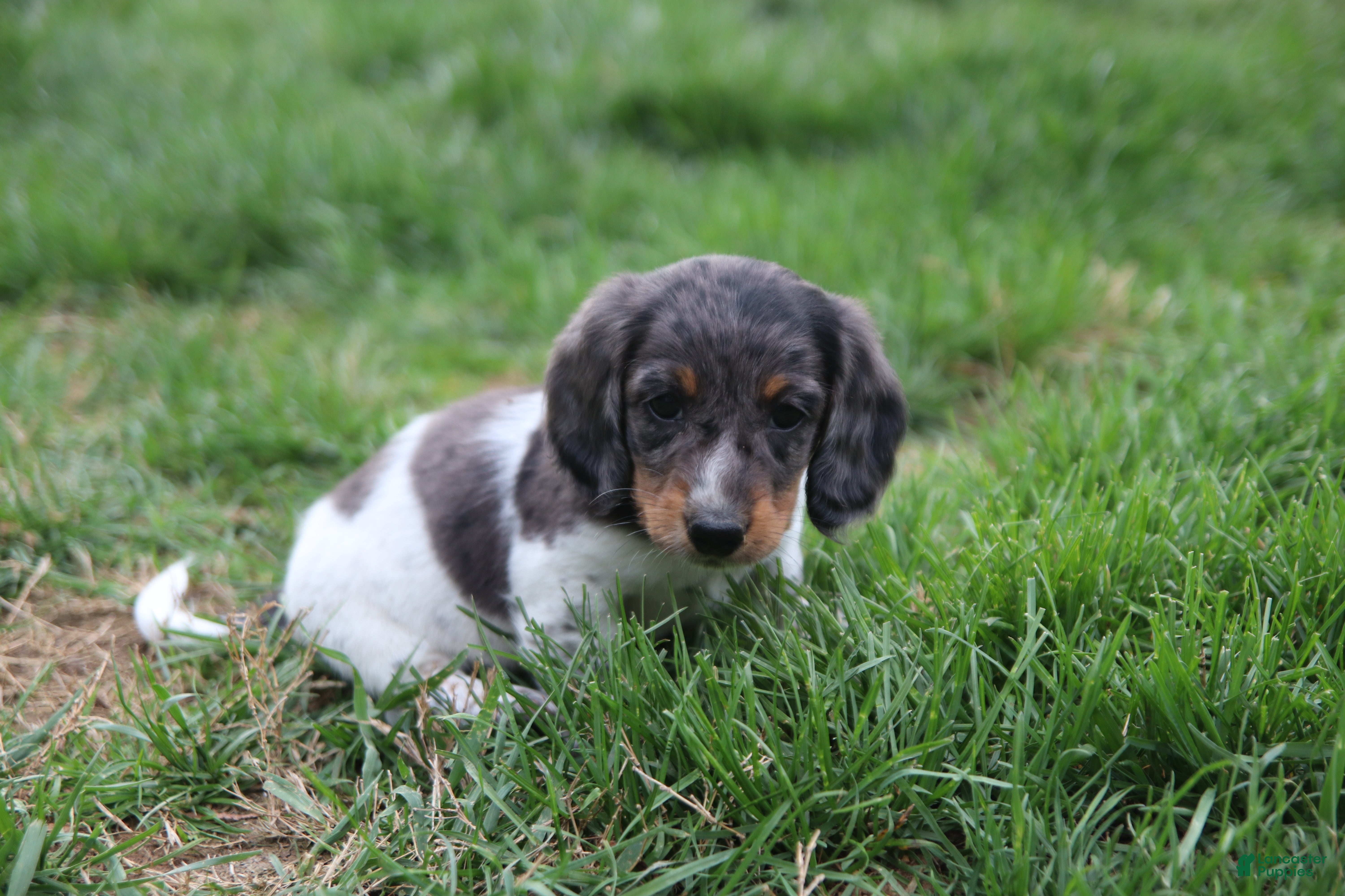 Miniature Dachshund dogs Milo - Ad 1