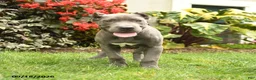 Cane Corso dogs for sale: Layla  - Ad 3