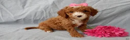 Cavapoo dogs for sale: Lulu - Ad 4