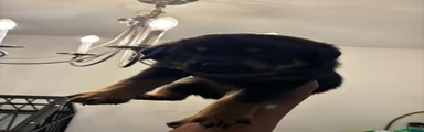 Rottweiler 4