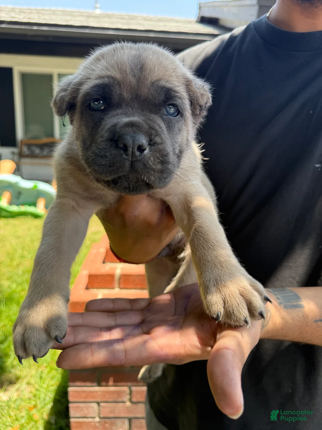 Cane Corso dogs for sale: Puppy 3 - Ad 1