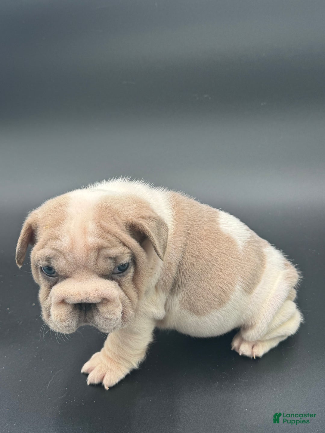 French Bulldog dogs for sale: French Bulldog Puppy 1 - Ad 5