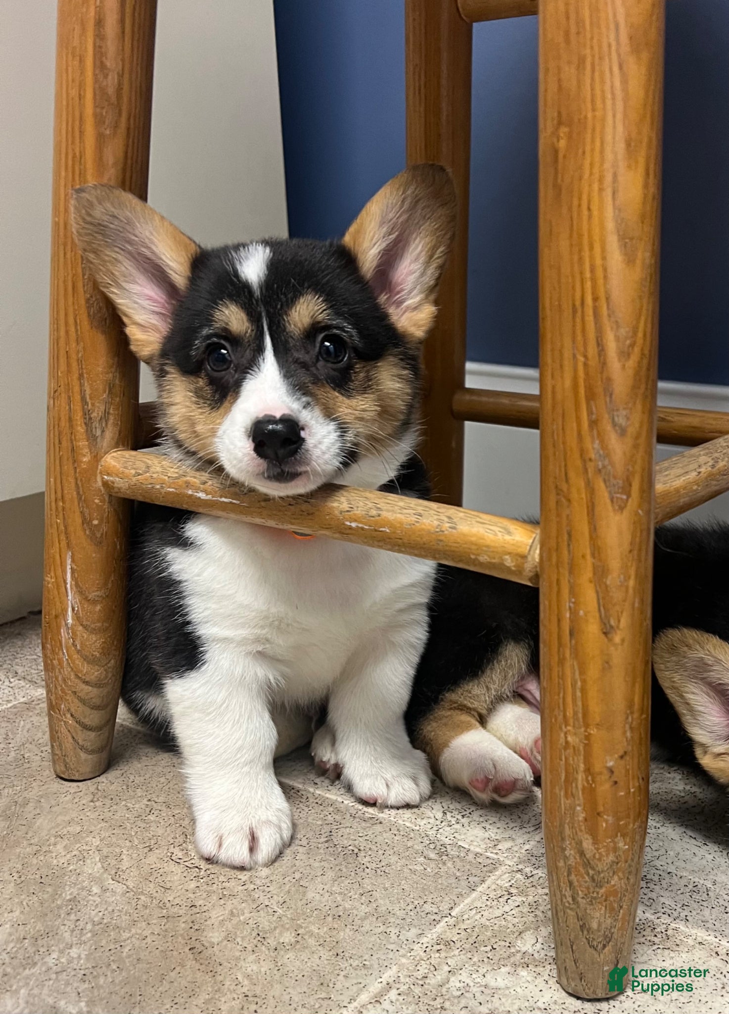 Welsh Corgi Pembroke dogs Flint - Ad 12
