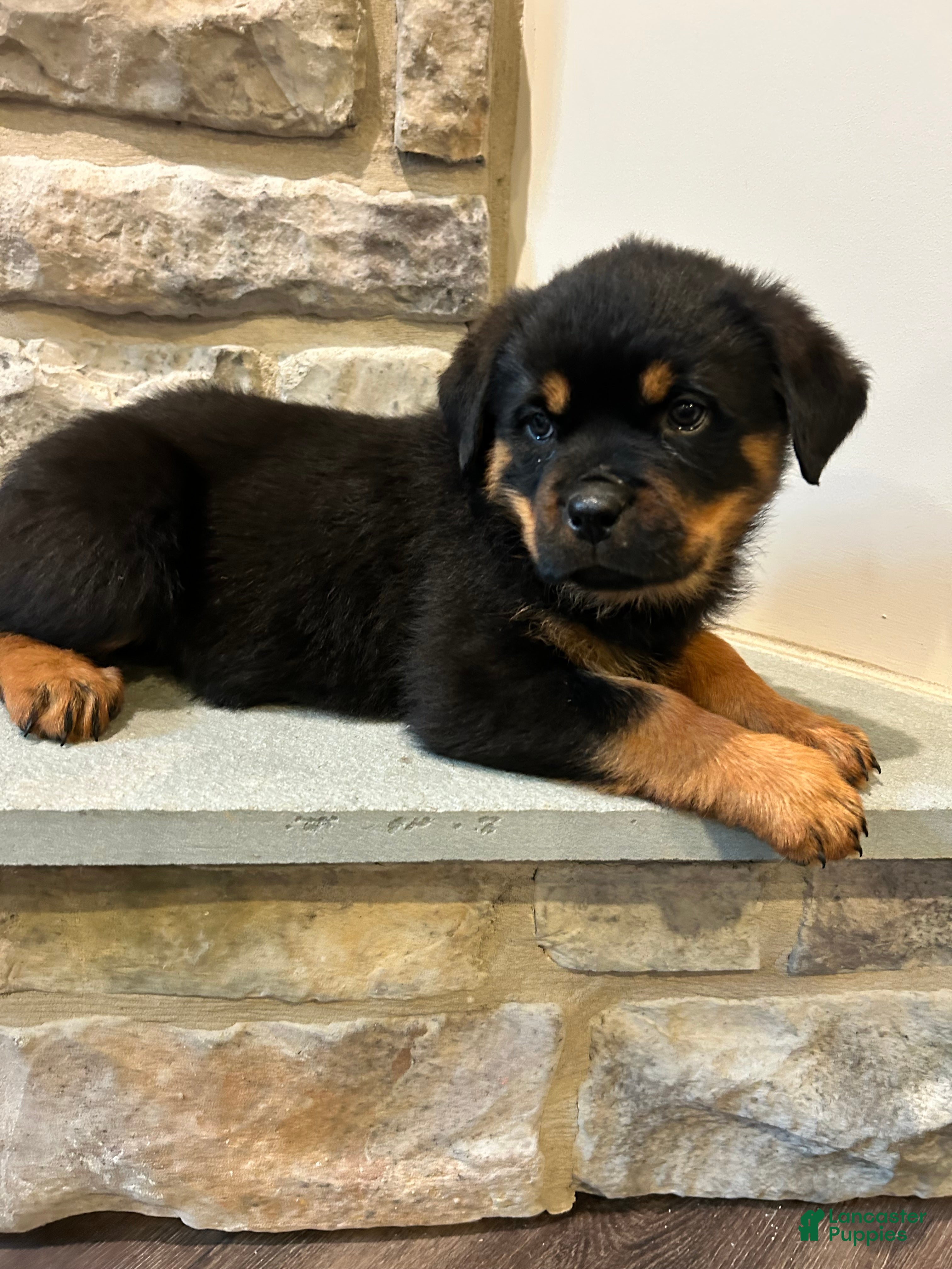 Rottweiler dogs Cookie - Ad 1