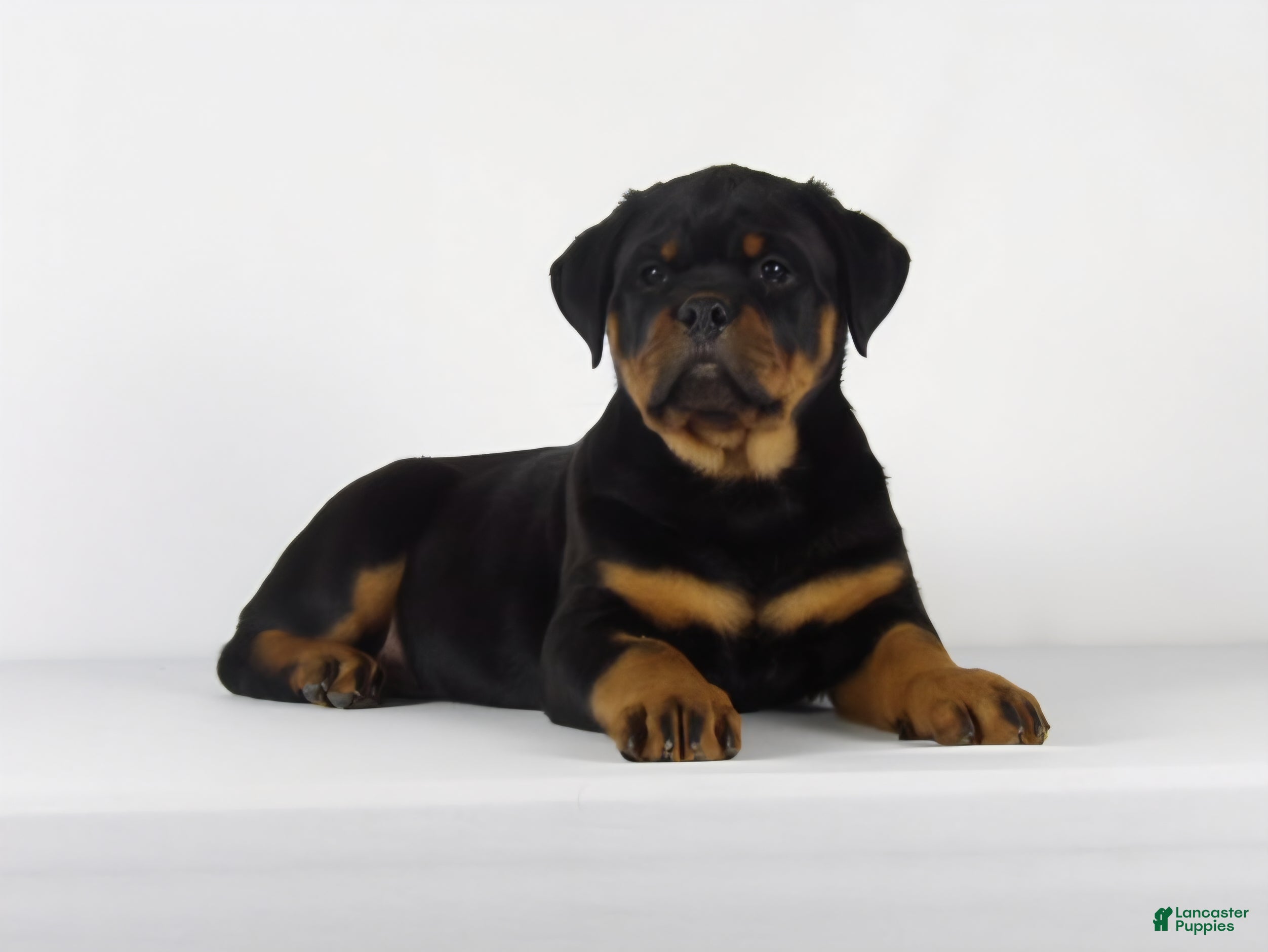 Rottweiler dogs Rottweiler Puppy 1 - Ad 2