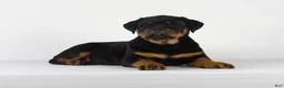 Rottweiler dogs for sale: Rottweiler Puppy 1 - Ad 2