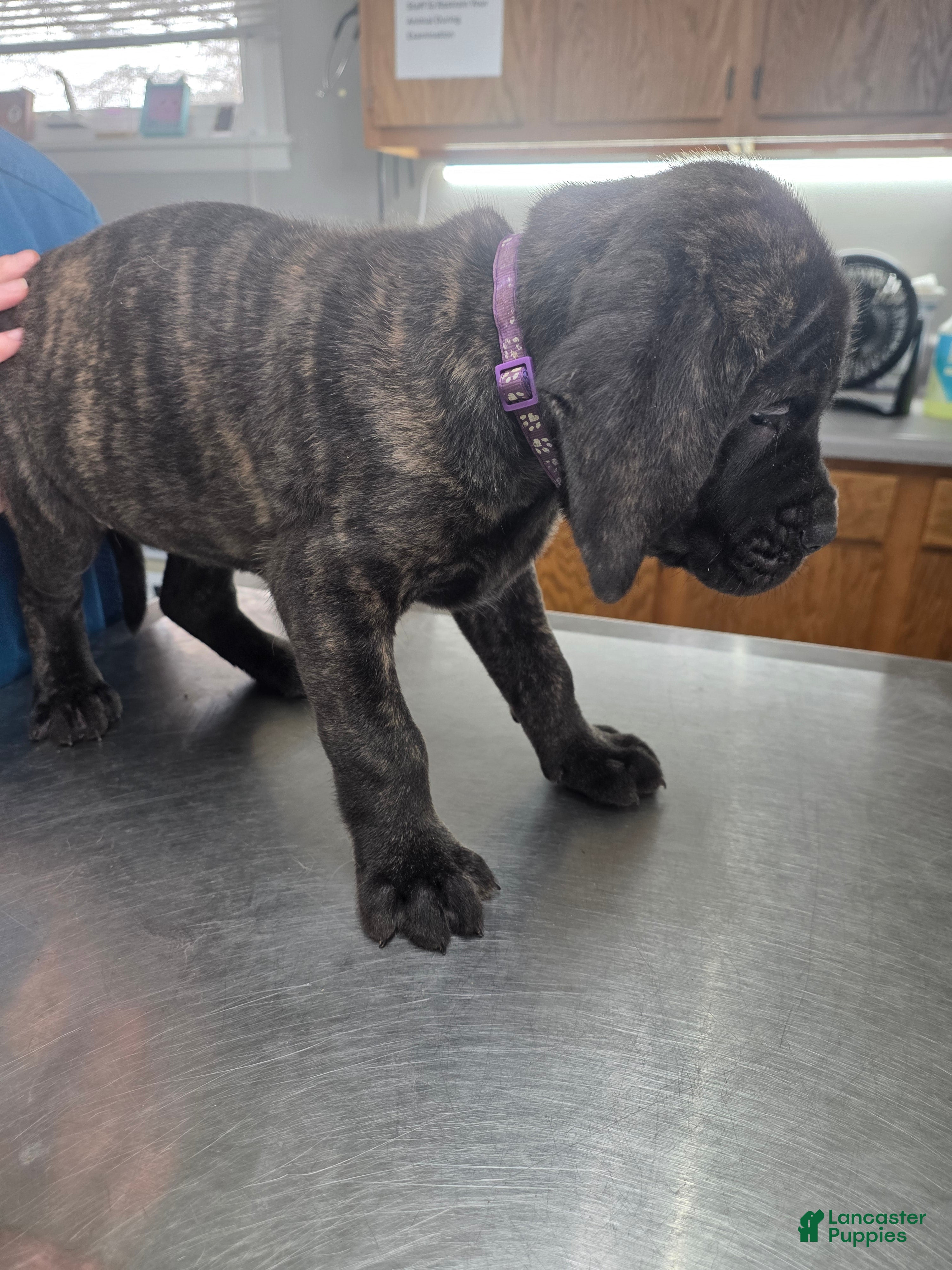 English Mastiff dogs English Mastiff Puppy 💜 - Ad 15