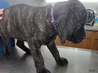 English Mastiff dogs English Mastiff Puppy 💜 - Ad 14