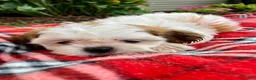 Shih Tzu dogs for sale: Sadie - Ad 3