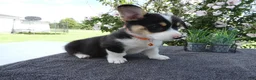 Welsh Corgi Pembroke dogs for sale: Welsh Corgi Pembroke 3 Magnum - Ad 4