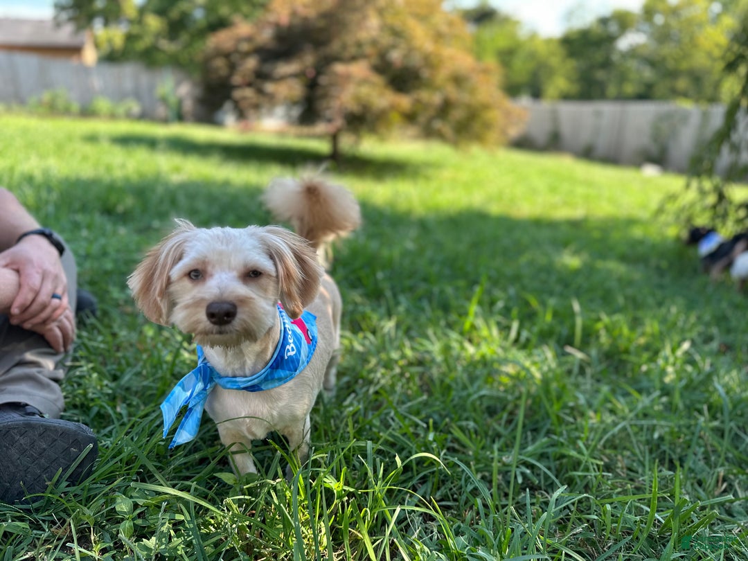 Maltipoo dogs for sale: Mr Rollie - Ad 6