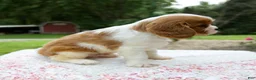 Cavalier King Charles Spaniel dogs for sale: Beau - Ad 6