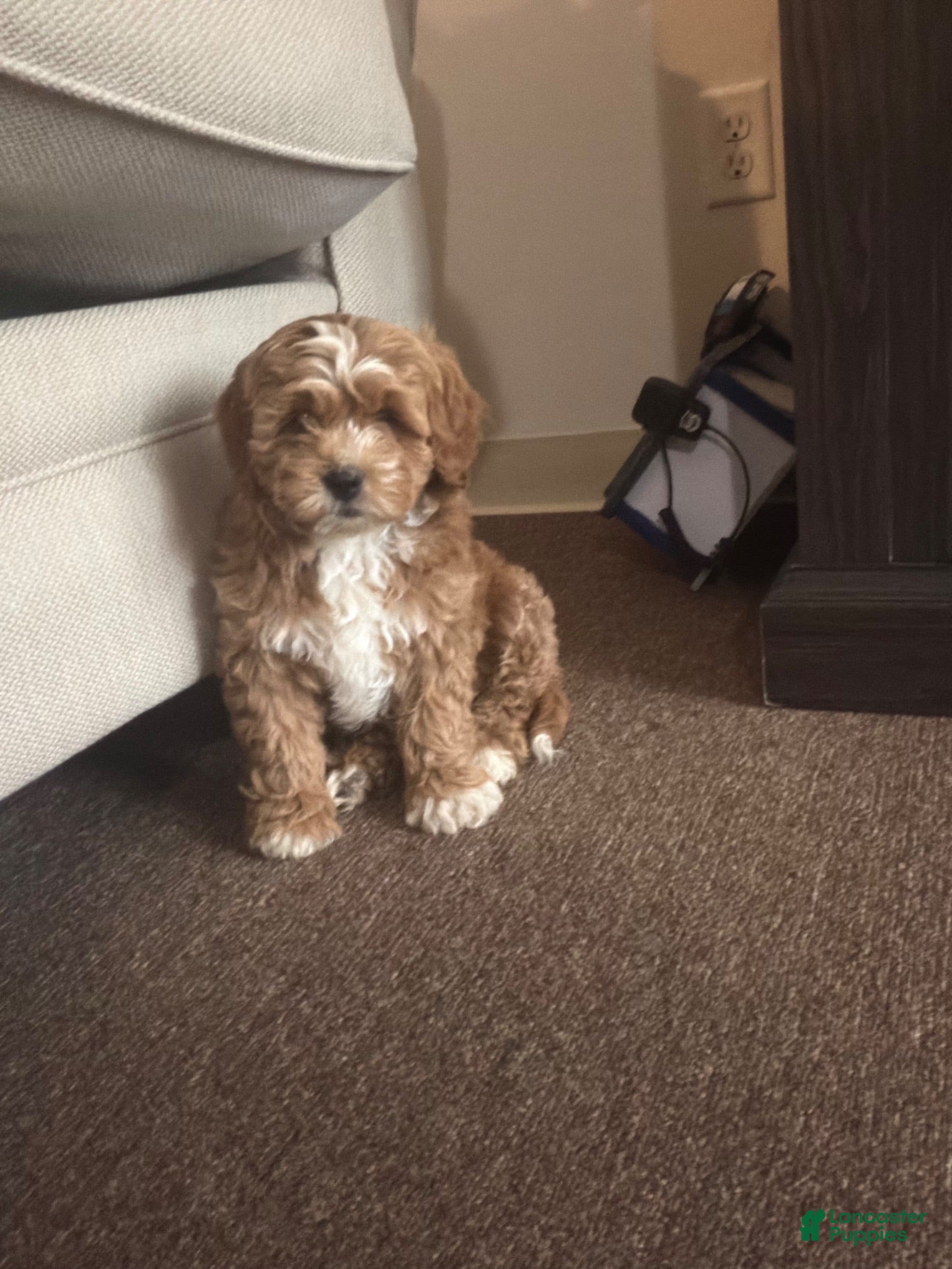 Mini Goldendoodle dogs CoCo - Ad 3