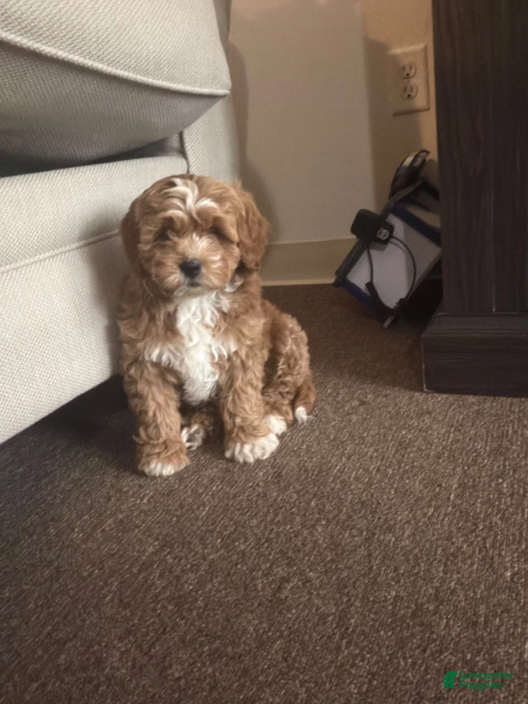 Mini Goldendoodle dogs for sale: CoCo - Ad 1