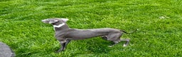 Italian Greyhound dogs for sale: Manny - Ad 5