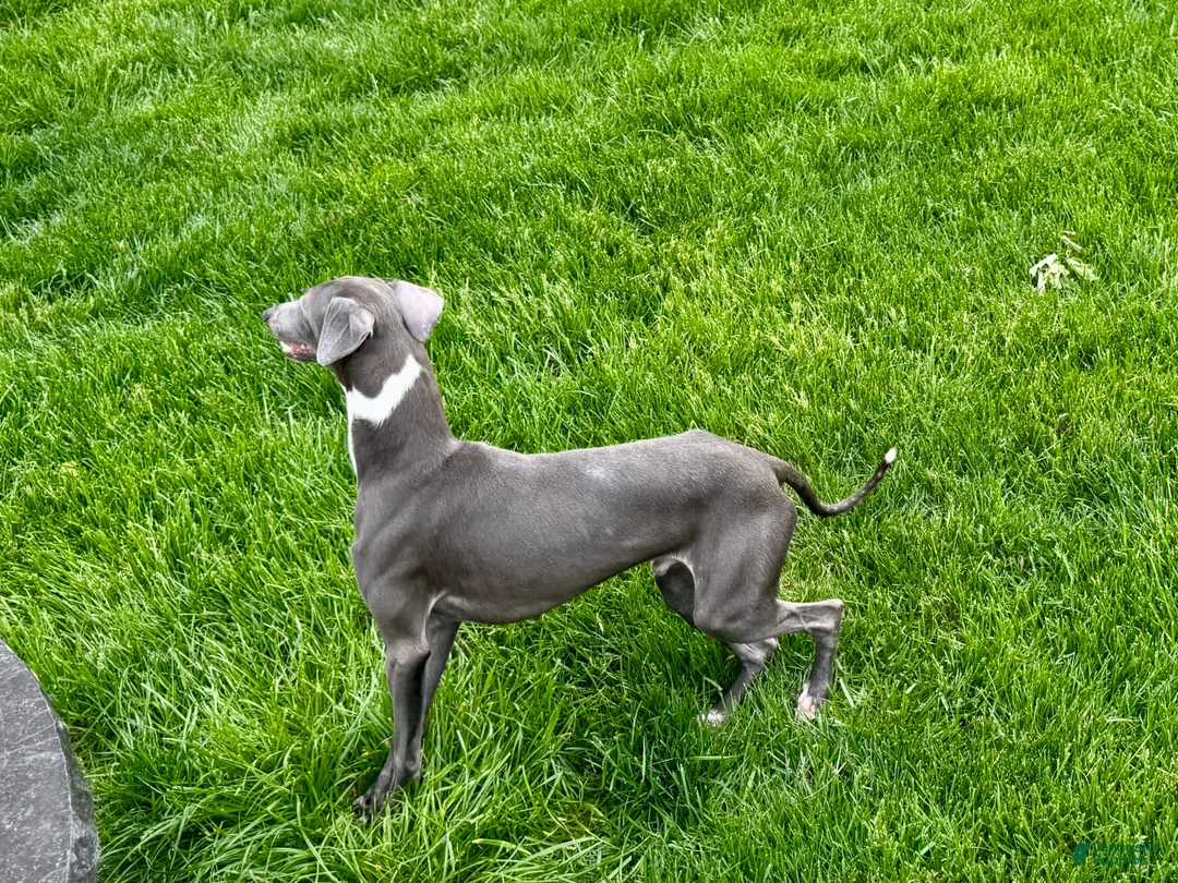 Italian Greyhound dogs for sale: Manny - Ad 5