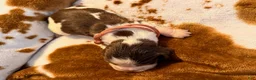 English Springer Spaniel dogs for sale: Pink girl liver Tri roan-Female - Ad 3