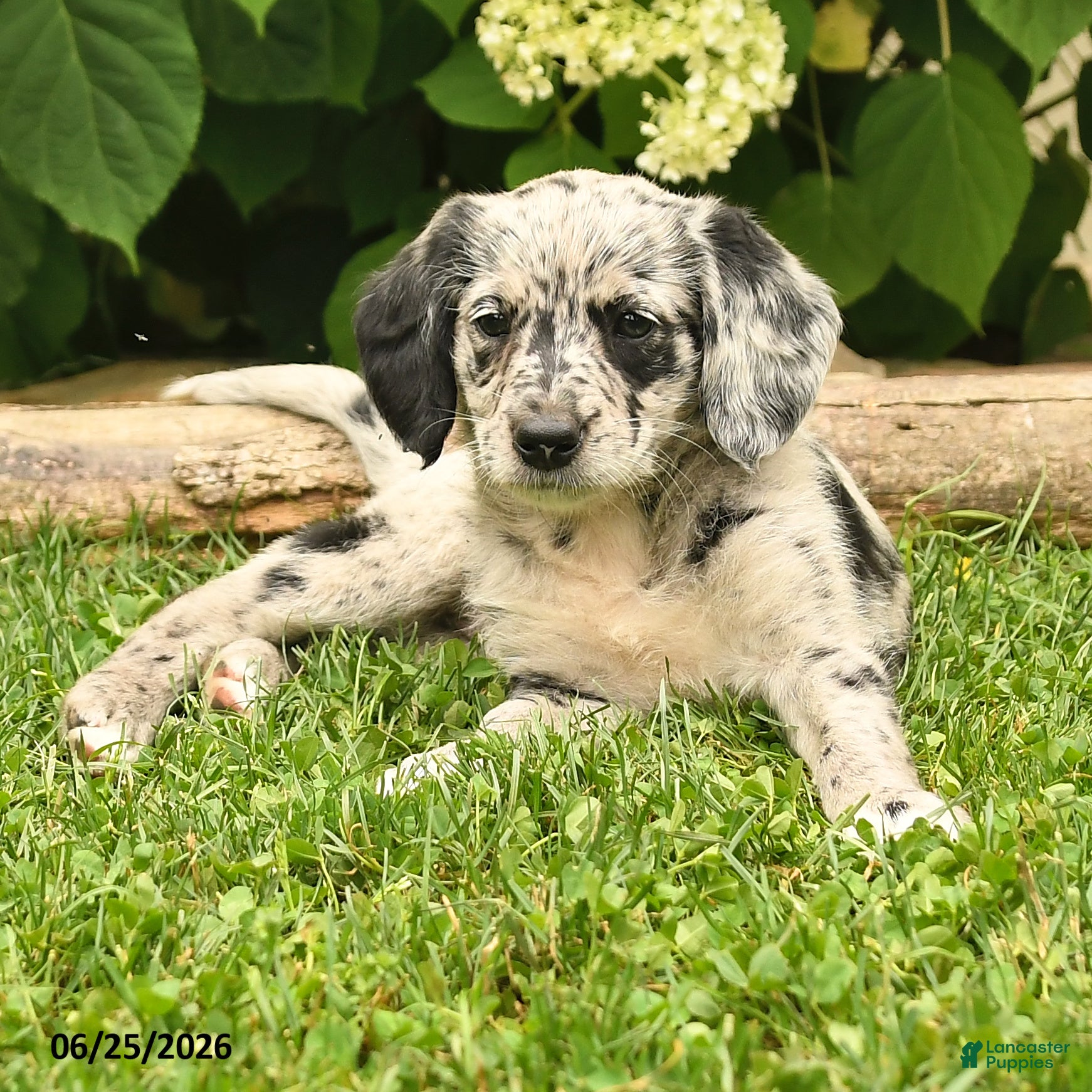 Labradoodle dogs Dalia - Ad 2