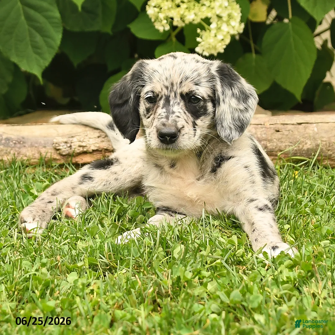 Labradoodle dogs for sale: Dalia - Ad 2