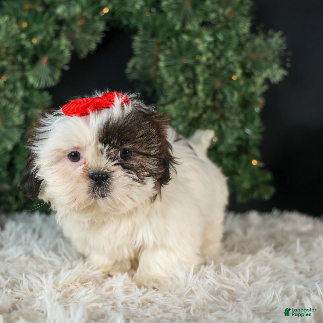 Shih Tzu dogs for sale: ROSIE - Ad 6