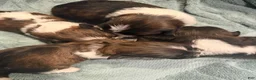 Shih Tzu dogs for sale: Coby  - Ad 13