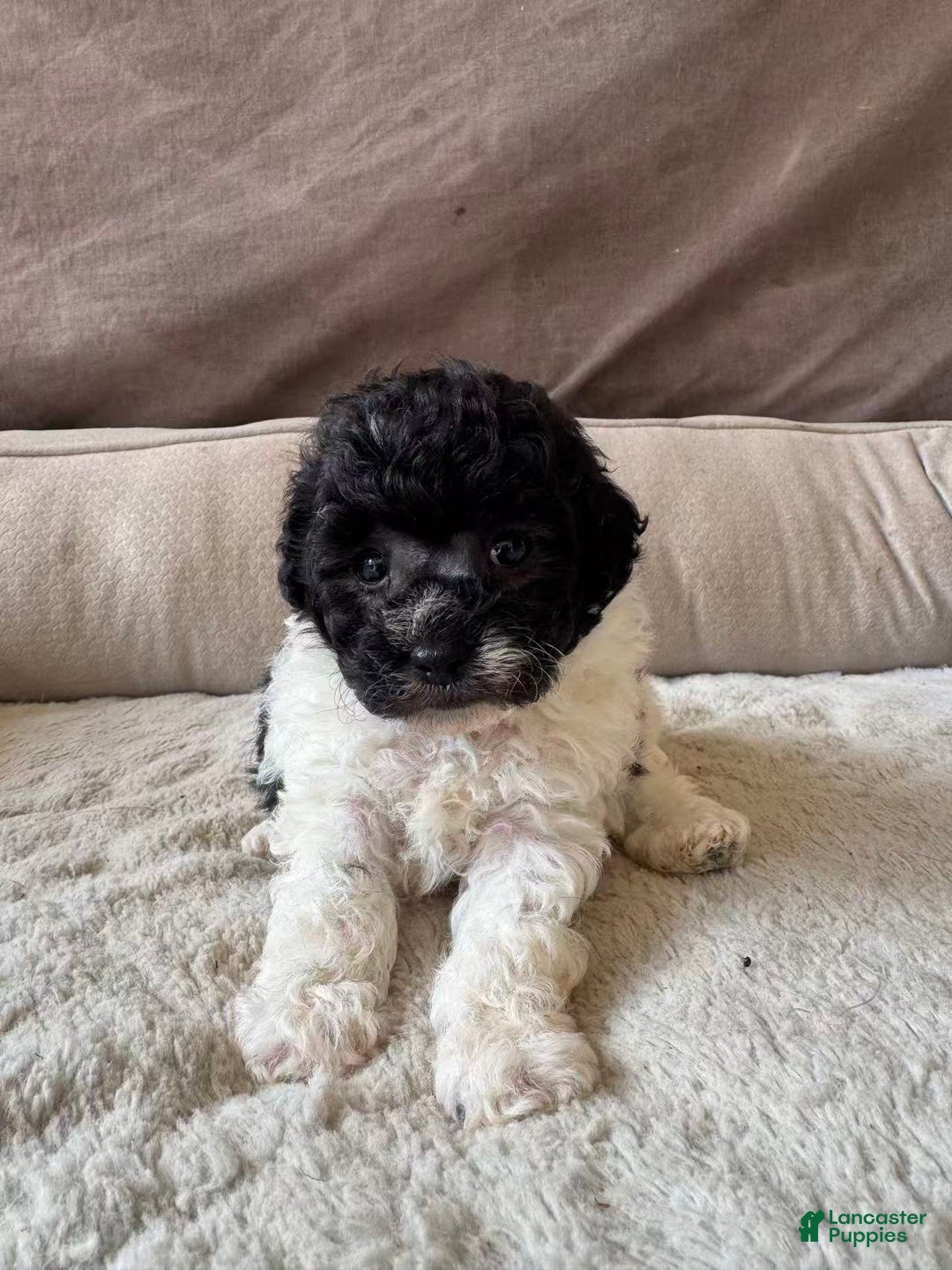 Toy Poodle dogs for sale: Toy Poodle Puppy 1 - Ad 1