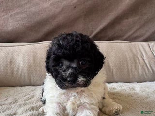 Toy Poodle dogs Toy Poodle Puppy 1 - Ad 3