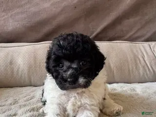 Toy Poodle dogs Toy Poodle Puppy 1 - Ad 4