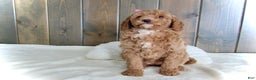 Mini Goldendoodle dogs for sale: Chloe - Ad 5