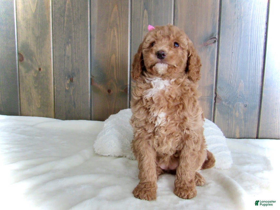 Mini Goldendoodle dogs for sale: Chloe - Ad 5
