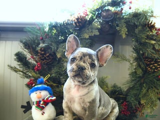 French Bulldog dogs - Ad 32