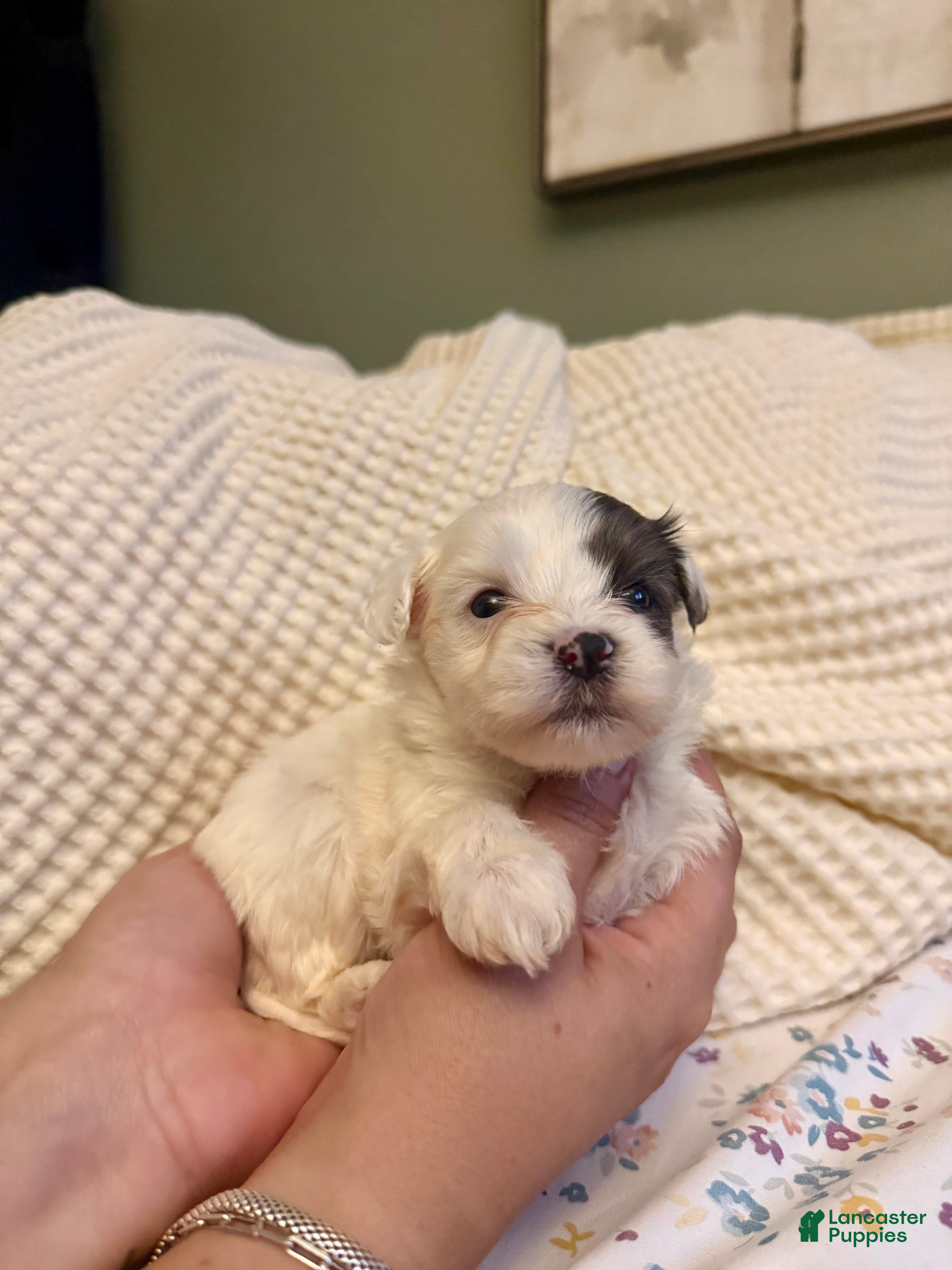 Mixed Breed dogs Promise - Ad 6